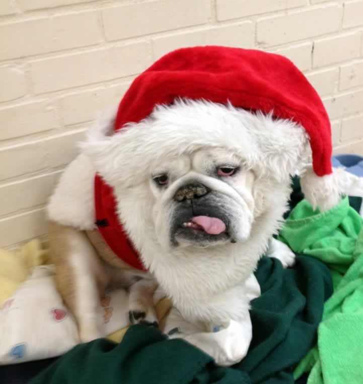 Tater dressed as Santa