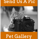 Millis Pet Gallery